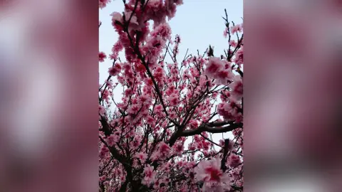 Beautiful pink cherry blossom tree in full bloom against a soft blue sky during springtime.