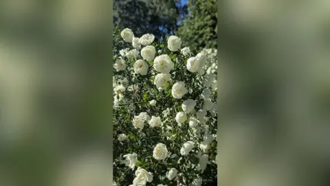 MarsyBliss features a cluster of white roses blooming on a green leafy bush against a bright, sunlit outdoor background.