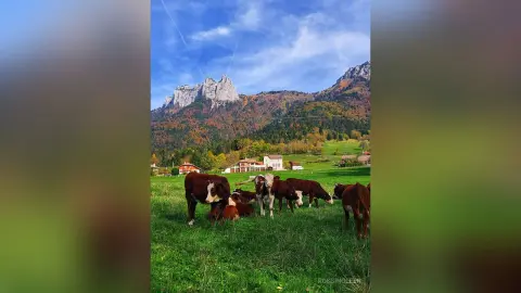 RossiNoleen's photo features a herd of brown and white cows grazing in a lush green field against a backdrop of large, rocky mountains under a blue sky.