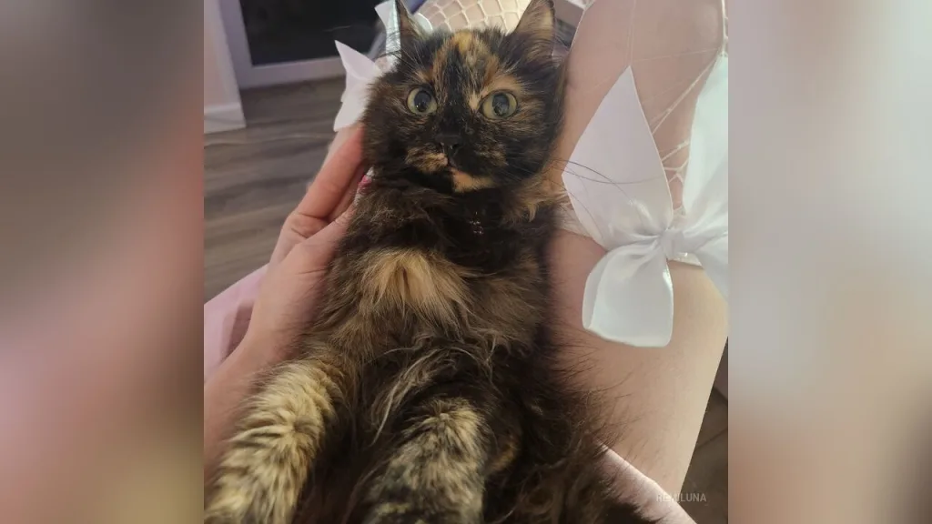 RemiLuna — kittens