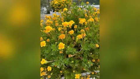 AngelinaKunis — 🌞