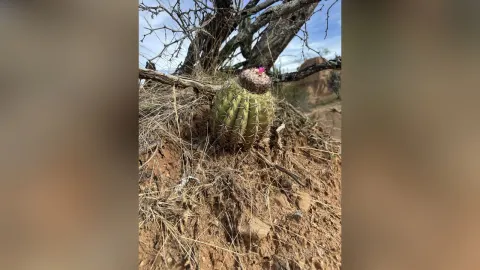 EliaSaenz — 🏜️ 
