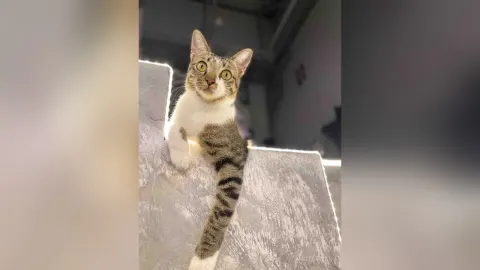 NikitaSwan — My kitty cats