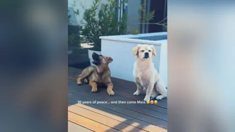 Two playful golden dogs relaxing on a sunny wooden deck in a peaceful outdoor garden setting.