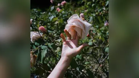 Close-up of a hand reaching toward soft pink rose blossoms in a lush, sunlit garden setting.