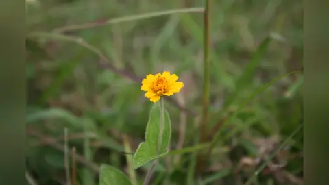 AnnieClay — Yellow..