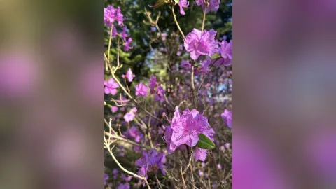 MelissaGreens — spring is here🌷🌷 round 2