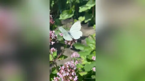 A delicate white butterfly resting on pink wildflowers in a lush green garden during a sunny day.