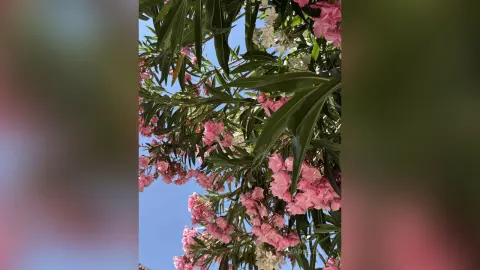 MarieLima — June