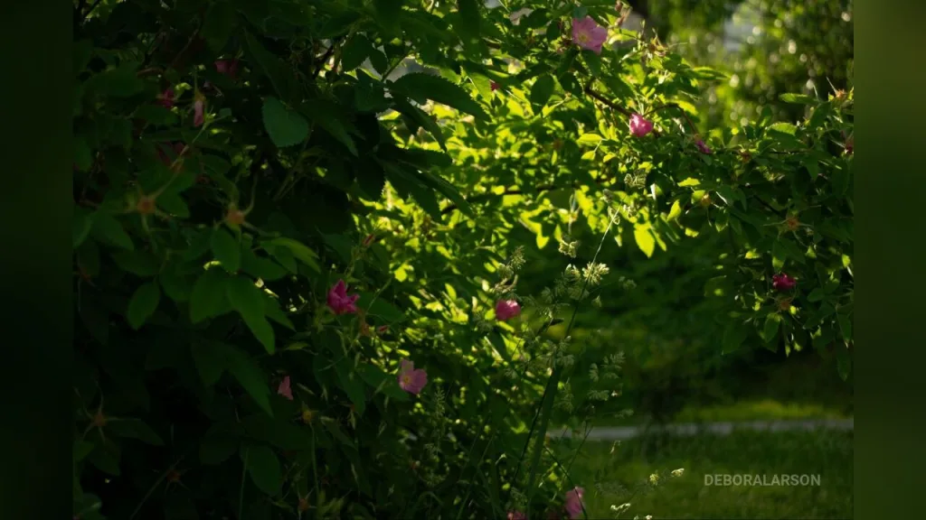 DeboraLarson — The brightest spring