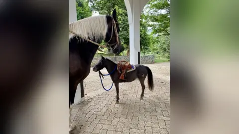 LaurenVenezs — 🐴