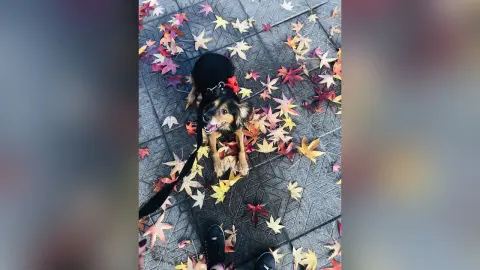 HaleyLyon — Pets