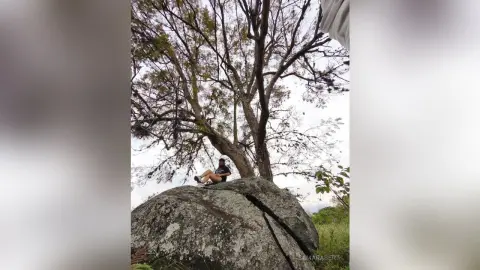 SamaraBert sits on a large rock outdoors under a large, spreading tree with dark leaves and bare branches.