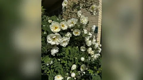 Blooming white rose bush with lush green leaves growing against a brick wall in bright sunlight.