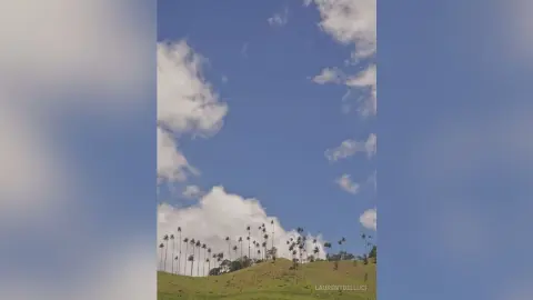 LaurentBelluci stands on a grassy hill under a blue sky with white clouds and tall palm trees.
