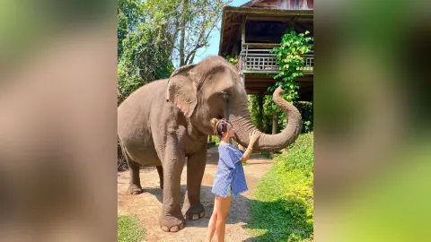 A woman in a blue striped shirt feeding a large elephant in a lush tropical garden setting.