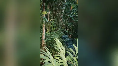 Lush green tropical jungle foliage surrounding a peaceful flowing stream in a dense forest setting.