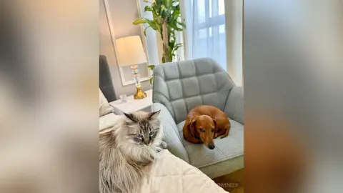 Fluffy long-haired cat and brown dachshund relaxing on a grey armchair in a bright, cozy living room.