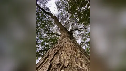 Low angle view of a massive textured tree trunk reaching toward the sky in a serene forest setting.