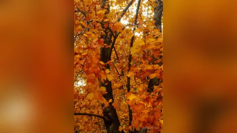 AlexiaVitali — Autumn is my favorite season🧡🍂