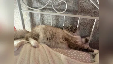MariNa — My kitten 🐈‍⬛