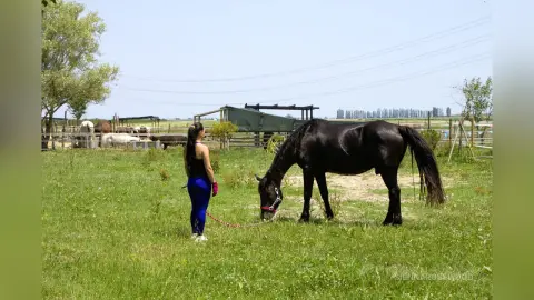 Woman in blue leggings standing in a sunny green pasture next to a large black horse.