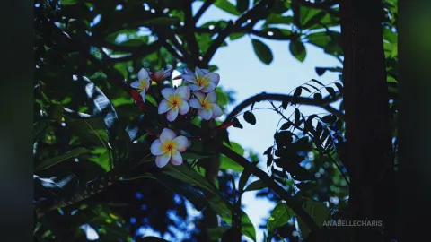 AnabelleCharis — Nature