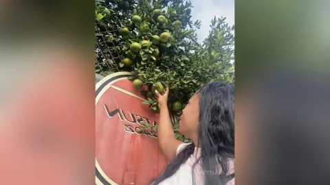 KattyLeya — KattyLeya reaches up to pick green citrus fruit from a leafy tree branch outdoors.