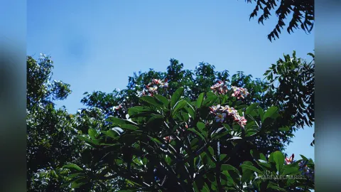 AnabelleCharis — Nature