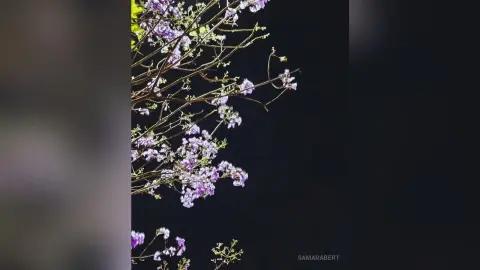 SamaraBert's photo features a close-up view of purple flowers and thin branches against a solid black background.