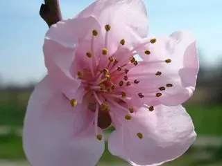 Sognox, a close-up photo of a single pink peach blossom with visible yellow stamens against a soft, blurred green background.