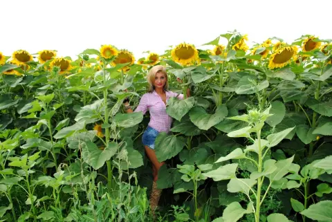 Blonde woman in a pink plaid shirt and denim shorts standing in a bright, sunny sunflower field.